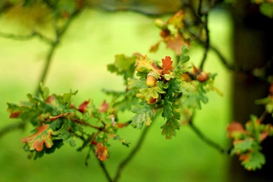 Acorn / 1680 X 1050 / Macro / Photography