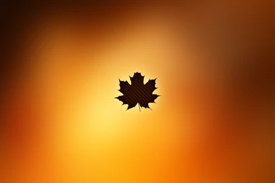 Acorn Leave Art Wallpapers