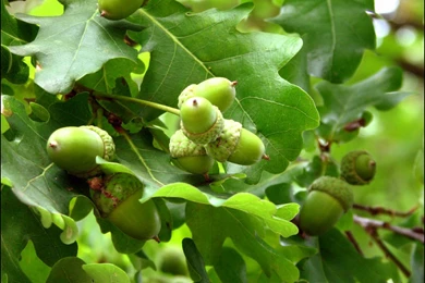 1280x1024 Wallpapers Acorn Wallpaper Backgrounds