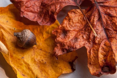 Acorn Leaves Fall Foliage Wallpapers