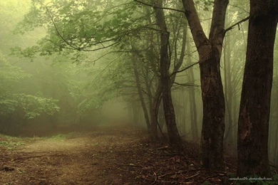 Scary Forest Stock/ Wallpapers By Amuchan06 On DeviantArt