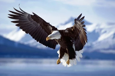Aguila Americana Wallpaper,aguila HD Wallpaper,bonita Foto HD ...