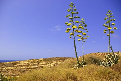 Agave Americana Plant In Dwejra Gozo Malta Wallpapers