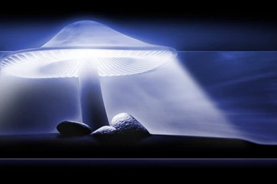 Trippy Mushroom Wallpapers High Quality   Uncalke.com