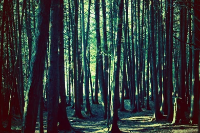 High Resolution Forest, Scary, 2560x1440 HD Wallpapers And FREE ...