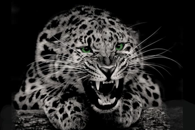 Cheetah   Wallpapers