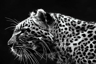 Cheetah Wallpapers  Fancy Free   Android Apps On Google Play