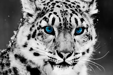 Leopard With Blue Eyes Wallpapers