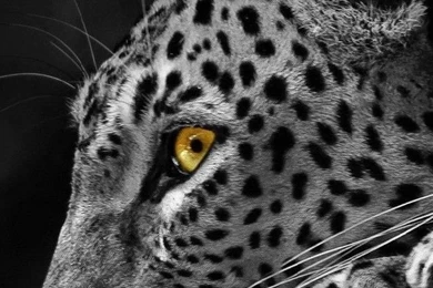 Cheetah Wallpapers For Phone   Wallpapers Zone