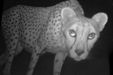 Saharan_cheetah 11831.jpg