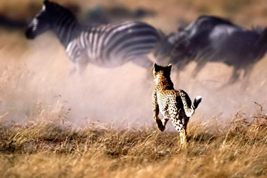 Desktop Wallpapers · Gallery · Animals · Cheetah Running