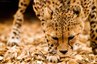 Cheetah Computer Wallpapers, Desktop Backgrounds