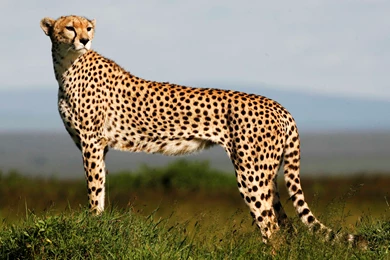 Computer Cheetah Wallpapers, Desktop Backgrounds 3252x2230px Id