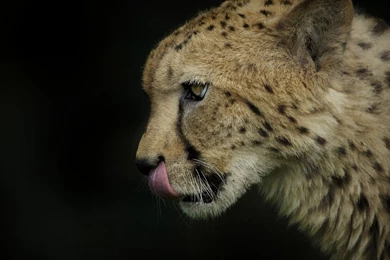 Cheetah Desktop Backgrounds 1938x14132048x2048 HD Desktop Wallpapers