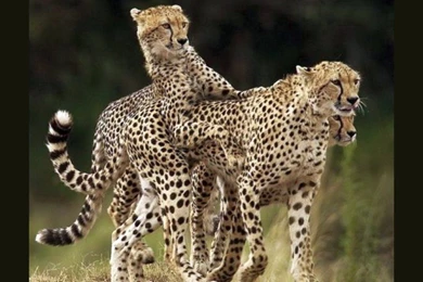 Cats: Cheetah Family Cool Picture Free Desktop Wallpapers For HD 16 ...