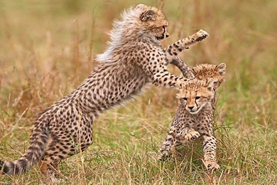 Cats: Cheetah Play Playing Running Cubs Cheetahs Backgrounds ...