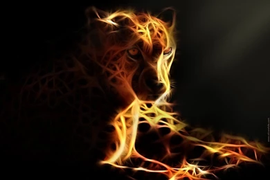 Cheetah Computer Wallpapers, Desktop Backgrounds