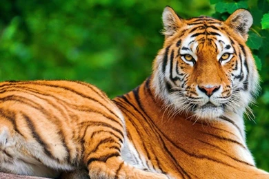 Animals Wallpapers Desktop Hd Pics