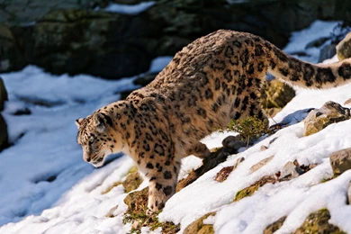 Wild Animal Wallpapers Hd