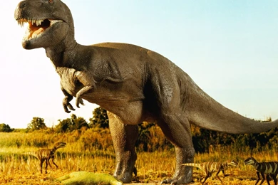 Animals Wallpapers Animals Hd Wallpapers Widescreen Desktop