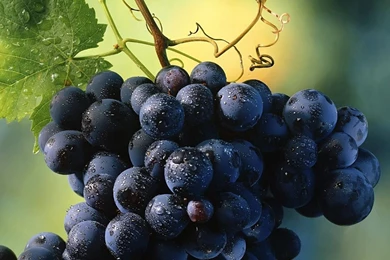 Uva Wallpapers Wallpapers Cave