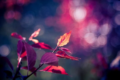 Close Up Leaf Leaf Leaves Pink Purple Tree Blur Bokeh Backgrounds ...