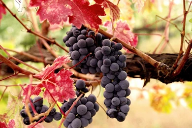 Sfondo "Grappolo Di Uva Rossa"   1280 X 800   Cibo E Bevande ...