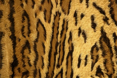Leopard Print Wallpapers