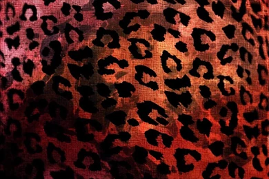 Wonderful Animal Print Wallpapers Zebra Xpx Blue Animal   Bedrooms ...