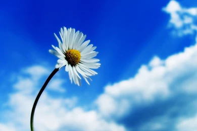 Best Wonderful Flowers Wallpapers