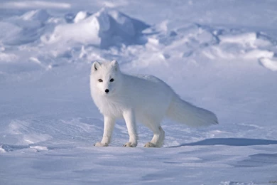 Arctic Fox Arctic Fox Wonderful Wallpapers – Widescreen Wallpapers
