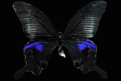 Cool Wallpapers For Girls 736