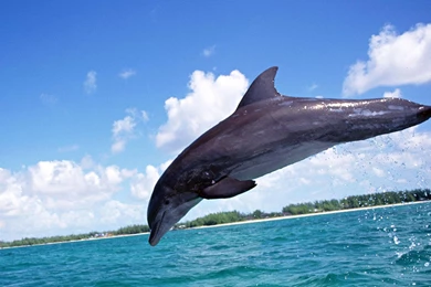 Cutehuskypuppiesinsnow Wallpapers Widescreen   Kemecer.com