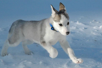 Little Siberian Husky Dog   HD Wallpapers Widescreen   1920x1080