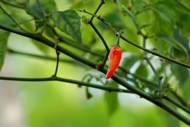 Top 10 Soothing, Blooming And Fresh Wallpapers For IPad, iPhone ...