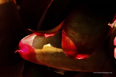 Fine Art 12 Desktop Wallpapers   Hivewallpaper.com