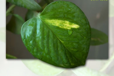 Sumit Goyal's Webpage » Blog Archive » Soothing Wallpapers For Your ...