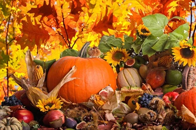 Thanksgiving Day Wallpapers   Android Apps On Google Play