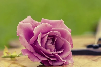 Guitar Rose HD Desktop Wallpapers : High Definition : Fullscreen ...