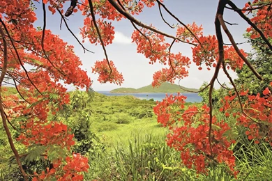 Flamboyan Tree, Puerto Rico, Bay, Culebra, Island, South America ...