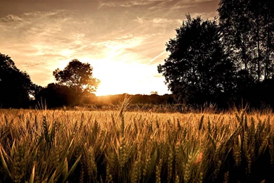 Best Wallpapers F60   HD Wallpapers