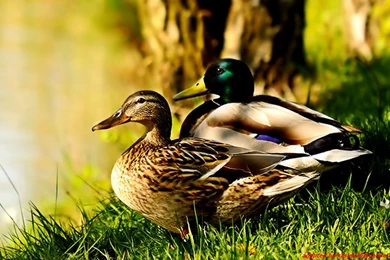 Birds Ducks Mallard Wallpapers