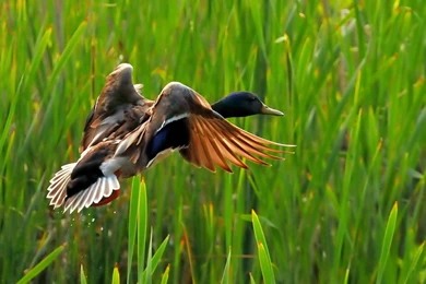 Mallard Wallpapers For PC