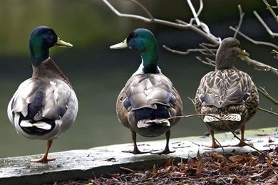 849070 Mallard Duck Wallpapers