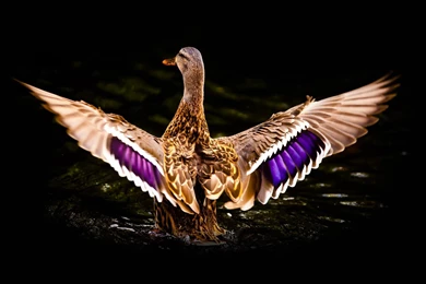 COLORFUL MALLARD : Desktop And Mobile Wallpapers : Wallippo