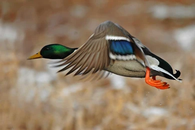 Awesome Pictures Of Mallard Ducks HD Wallpapers Free Download