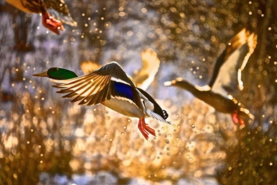 Mallard Duck Flying Pictures