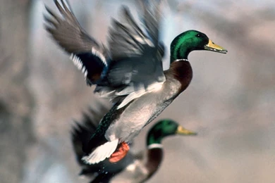 Top Mallard Geese Wallpapers Wallpapers