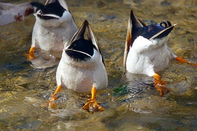 HD Mallard Wallpapers