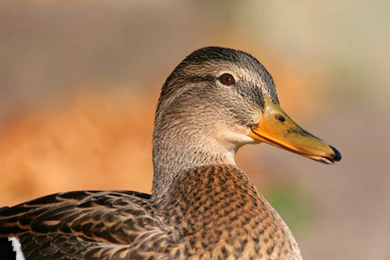 Top Mallard Wallpapers